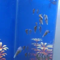 حلزون فانوسی وسنگ ریزه|ماهی|قم, زند آباد|دیوار