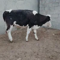 گاو|حیوانات مزرعه|روانسر, |دیوار