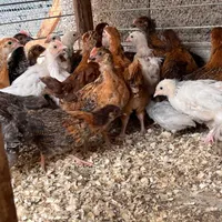 جوجه نیمچه گلپایگان|حیوانات مزرعه|رشت, پیرکلاچای|دیوار