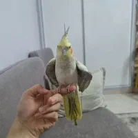 عروس هلندی ماده