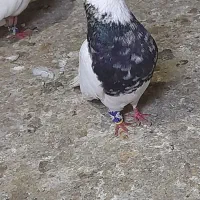 دو عدد کبوتر طوقی نر