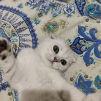 گربه اسکاتیش فولد