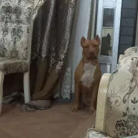 توله سگ استانفورد بول تریر