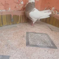 طوقی|پرنده|بهبهان, |دیوار