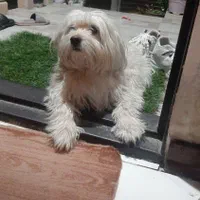 سگ شیتزو۲/۹گمشده حوالی فلکه خاتون همراه بامژدگانی|حیوانات|شیراز, شیشهگری|دیوار