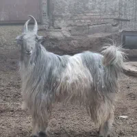 چپش دوبور بز بزغاله|حیوانات مزرعه|شهرضا, |دیوار