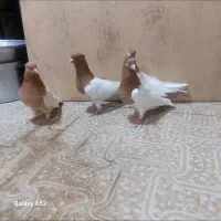 فروش ۱۲دعد کفتر کله زرد و سینه سیاه درجه یک