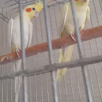 عروس هلندی زعفرونی جفت مولد