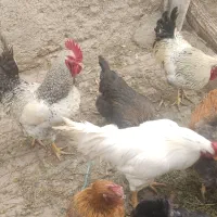 3 عدد خروس درشت