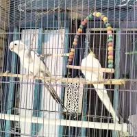 ۲عروس هلندی نر با قفس