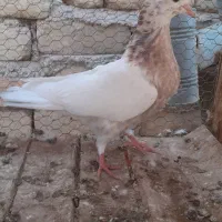 کبوتر پرشی