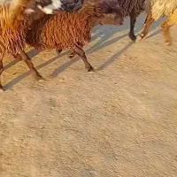 بره چاق|حیوانات مزرعه|اندیمشک, |دیوار