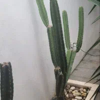 لوازم رستوران جهت فروش|کافیشاپ و رستوران|رشت, بلوار گیلان|دیوار