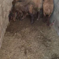 بره نر