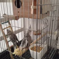 عروس هلندی جفت تازه یه تخم گذاشتن با قفس|پرنده|آفتاب, |دیوار