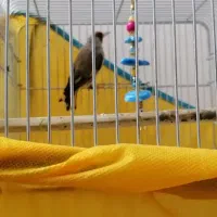 سهره کرمانی