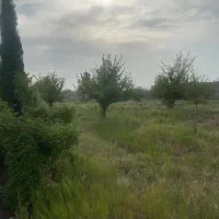 باغ ۲۵۰۰ متری سپیدان سند تک برگ|فروش خانه و ویلا|شیراز, شهرک بزین|دیوار