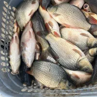 بچه ماهی کپور طلایی