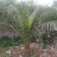 فروش فنیکس