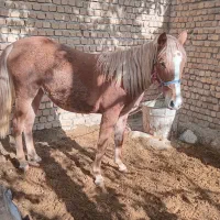 فروشی|اسب و تجهیزات اسبسواری|الشتر, |دیوار