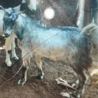 کهره نر تالی