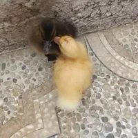 ۲تا جوجه اردک
