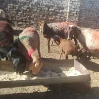 ۶راس میش زایده چینی
