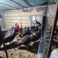 تخم بوقلمون نطفه دار|حیوانات مزرعه|زاهدان, |دیوار