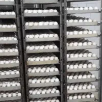 جوجه دوروزه|حیوانات مزرعه|بهبهان, |دیوار