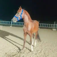 اسب|اسب و تجهیزات اسبسواری|بهبهان, |دیوار