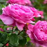 گل محمدی|خدمات باغبانی و درختکاری|مرند, |دیوار