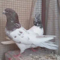 کبوتر.کله ای کله دمبی پرنده