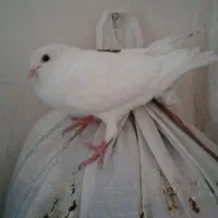 کبوتر|پرنده|شادگان, |دیوار