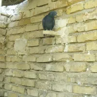 کبوتر|پرنده|اردکان, |دیوار