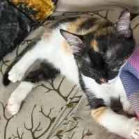 واگذاری گربه شیطون کاملا خانگی