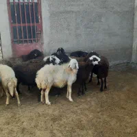 ۱۶تا میش قره قزل و پلنگی اتوبوسی|حیوانات مزرعه|بروجرد, |دیوار