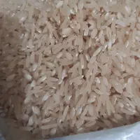 برنج فجر|خوردنی و آشامیدنی|گیلان غرب, |دیوار