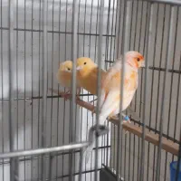 ردفاکتور *موزایکی رفسنجان