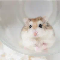 همسترکمپبل وینتروایت روبروفسکی