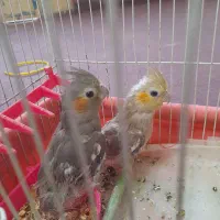 جوجه عروس هلندی