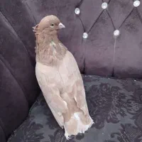 کفتر زردی کاکلی پرشی|پرنده|کهریزک, |دیوار