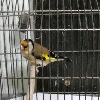 سهره و قناری|پرنده|دزفول, |دیوار