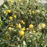 میوه درخت هیوا..به