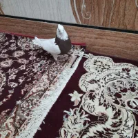 نر طوقی سرخ مست مست