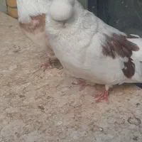 کبوترنوک قنار|پرنده|شهرضا, |دیوار