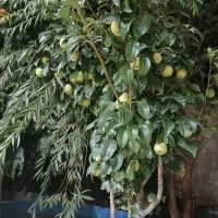 باغ-ویلاباکنتور-آب-برق-گاز-قانونی-سهیلیه-تهراندشت