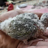 جوجه گرینچیک سرلاکی آناناسی رد|پرنده|مهریز, |دیوار