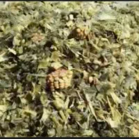 ذرت علوفه ای فله ای