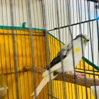 قناری|پرنده|بندر ماهشهر, |دیوار