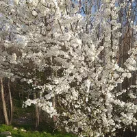 اجازه-روزنه